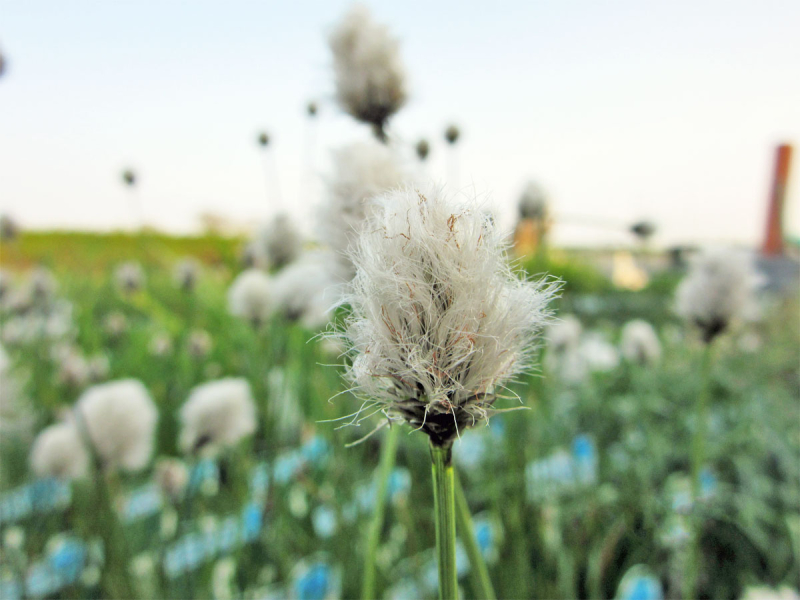 Preview: Scheidenwollgras - Eriphorum vaginatum